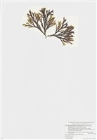 藏品(厚緣藻)的圖片